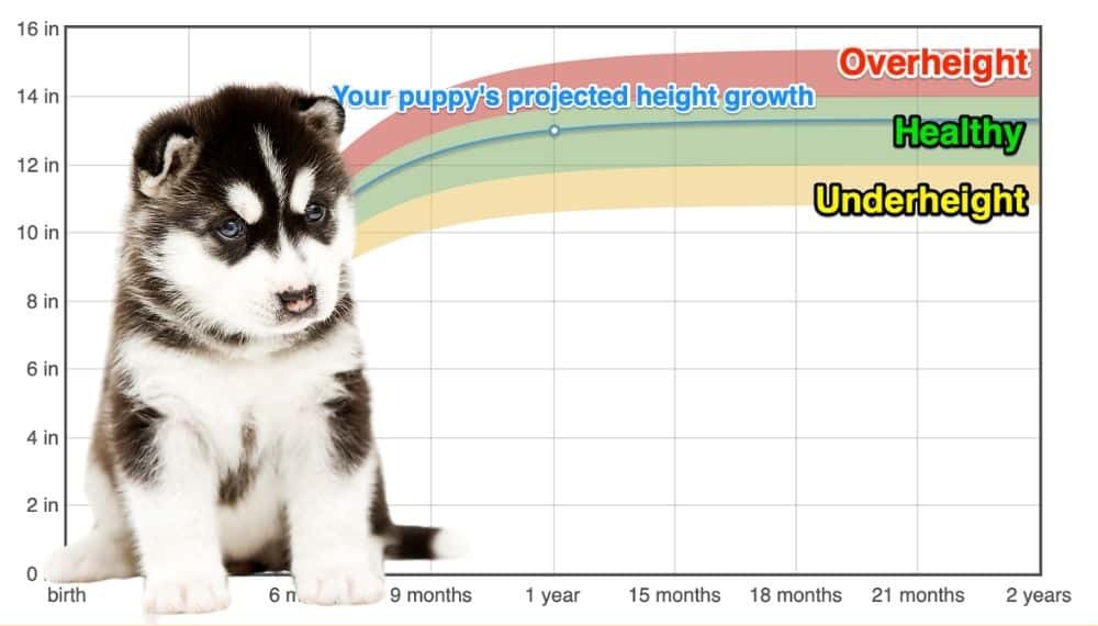 Siberian Husky Height+Growth Chart How Tall Will My Siberian Husky